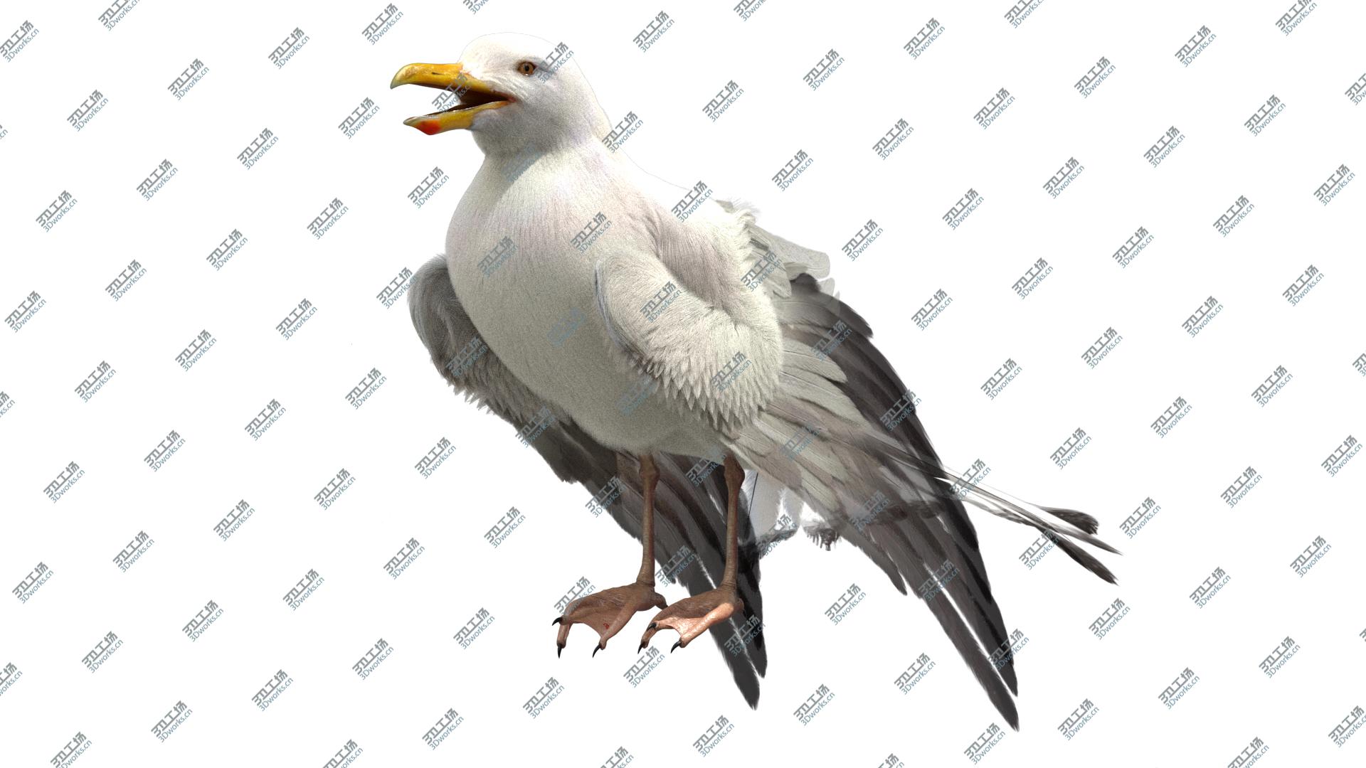 images/goods_img/20210113/3D model Seagull Fur Animated Rigged/4.jpg